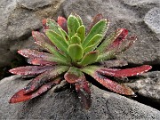 05 Saxifraga hostii ssp.rhaetica